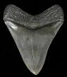 Serrated, Fossil Megalodon Tooth - Georgia #66511-2